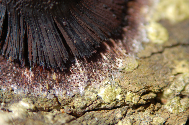 Stemonitis...quale specie?